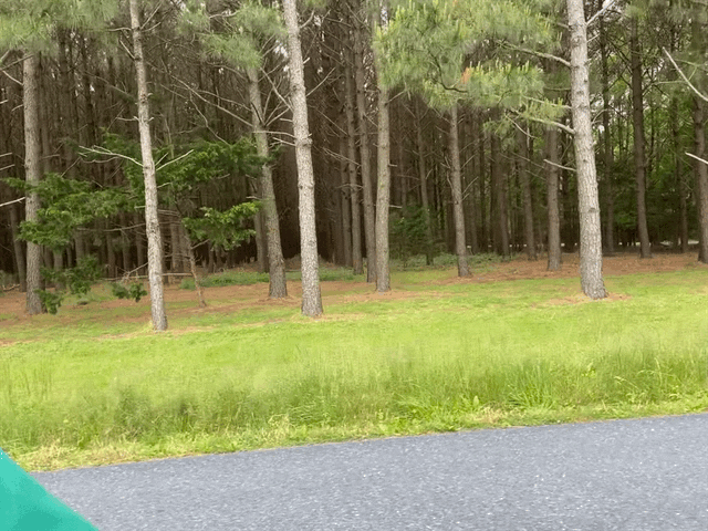 Tree Farm loop